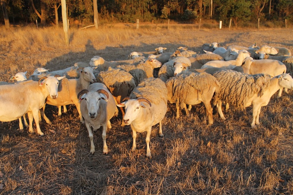 Daisybrook Farm |  | 283 Mount Lindesay Rd, Scotsdale WA 6333, Australia | 0429094136 OR +61 429 094 136