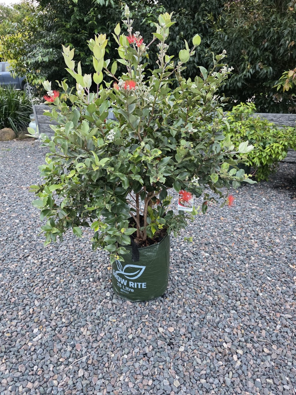 Morts Hort Nursery | 26 Hatchman Ct, Elimbah QLD 4516, Australia | Phone: 0432 453 033