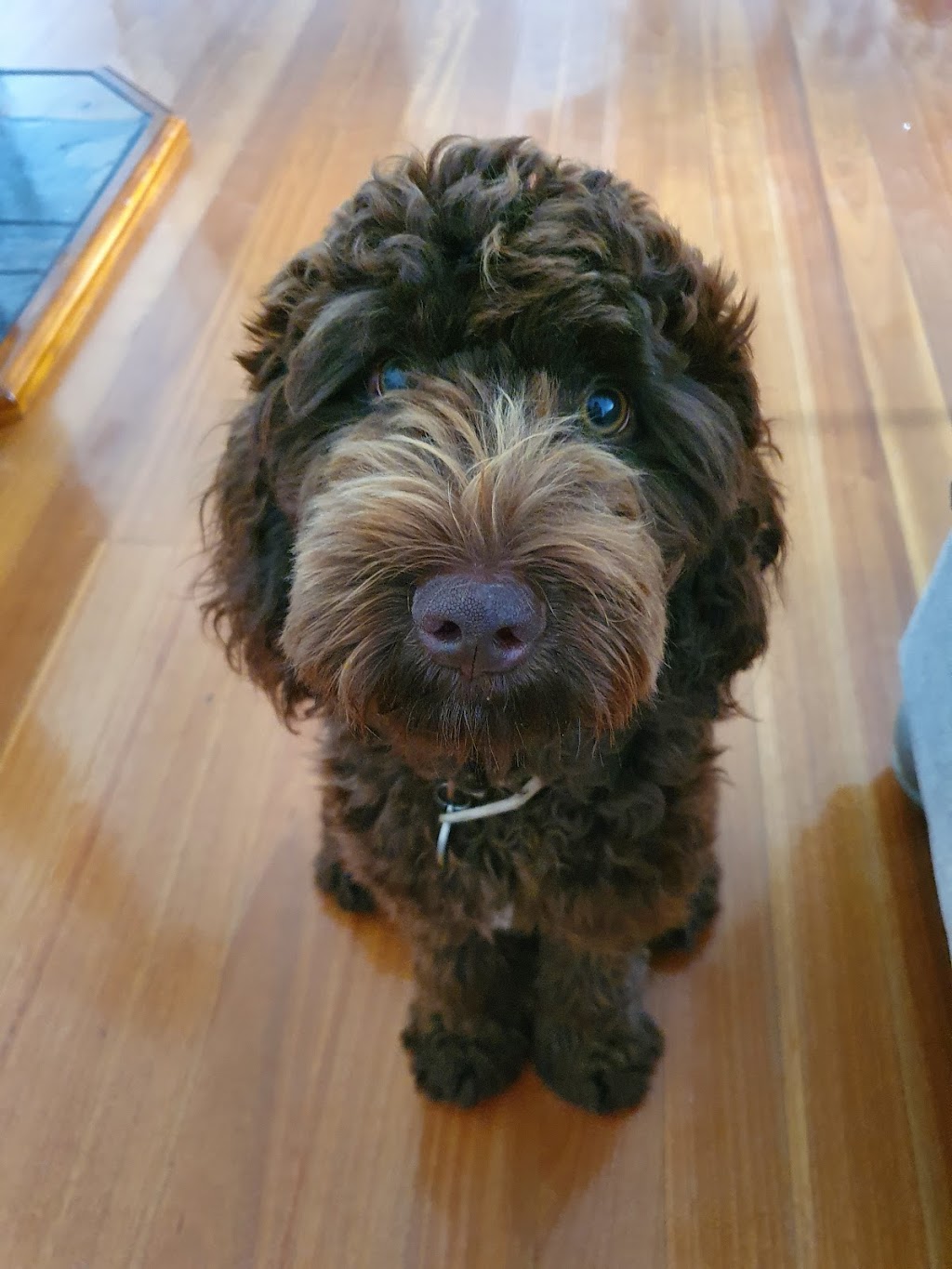 Daisydoodles Labradoodles | 61 Rebecca Dr, Chambers Flat QLD 4133, Australia | Phone: 0433 311 946