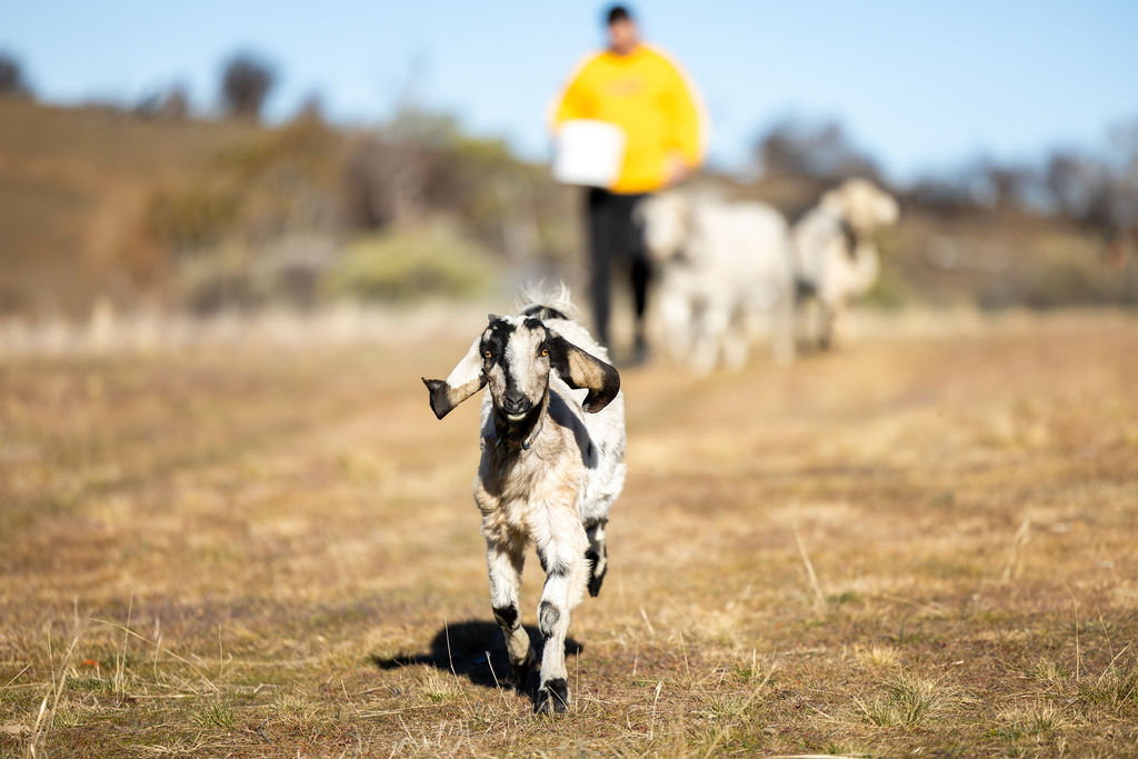 Belaxed Farm | 360 Bobundara Rd, Berridale NSW 2628, Australia | Phone: 0412 283 565 Belaxed Farm | 360 Bobundara Rd, Berridale NSW 2628, Australia | Phone: 0412 283 565
