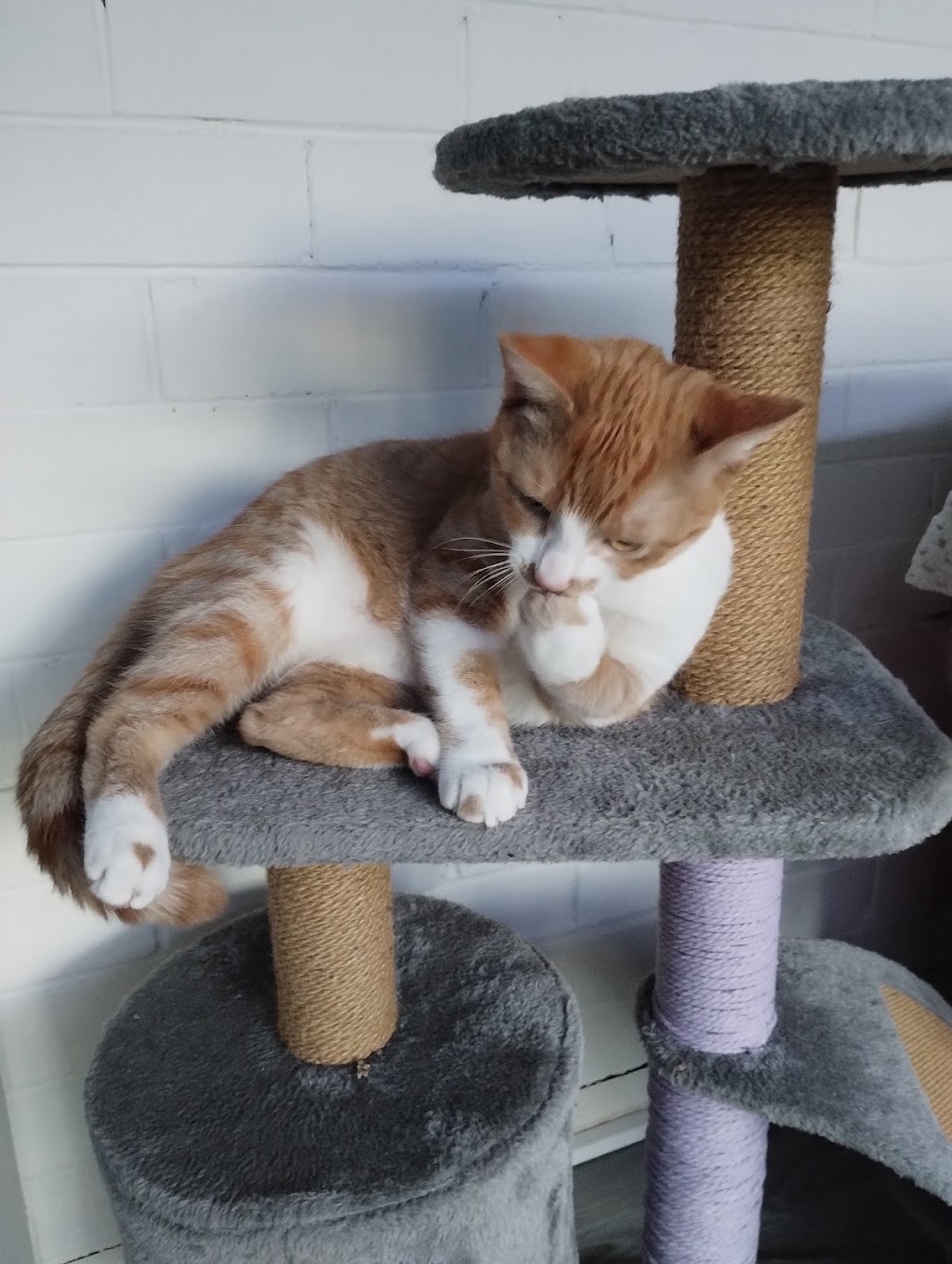 Kats Cat Care | 56 Terrymont Rd, Warrimoo NSW 2774, Australia | Phone: 0423 077 882
