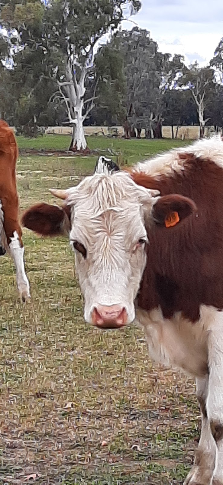 Pelycan Landing Country Retreat | 189 Swanpool-Lima Rd, Swanpool VIC 3673, Australia | Phone: 0411 495 922
