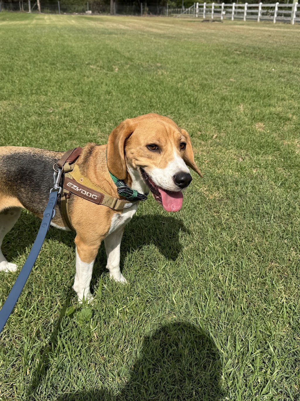 Blue Paws Resort | 172 Church St, Cranebrook NSW 2749, Australia | Phone: 0432 696 017