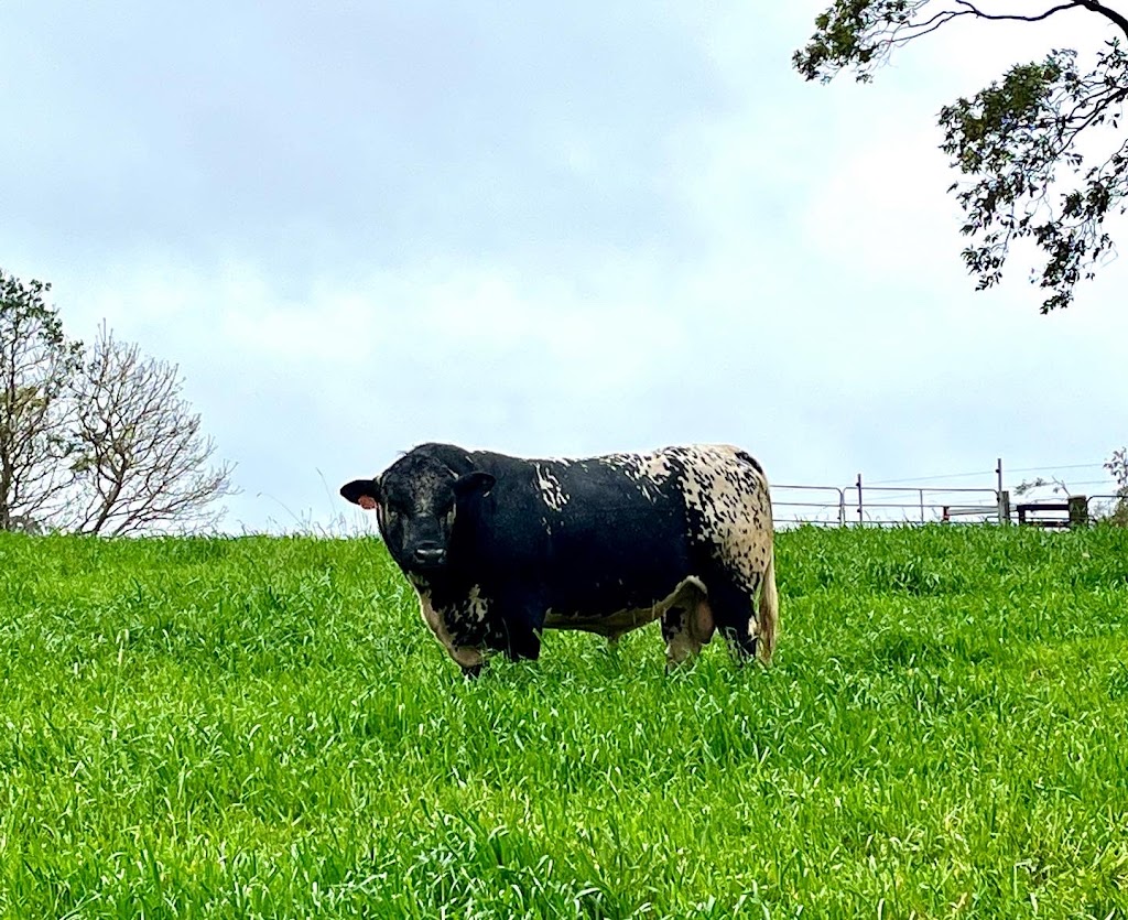 Springfield Speckle Park Stud | 639 Tregeagle Rd, Tregeagle NSW 2480, Australia | Phone: 0429 384 041