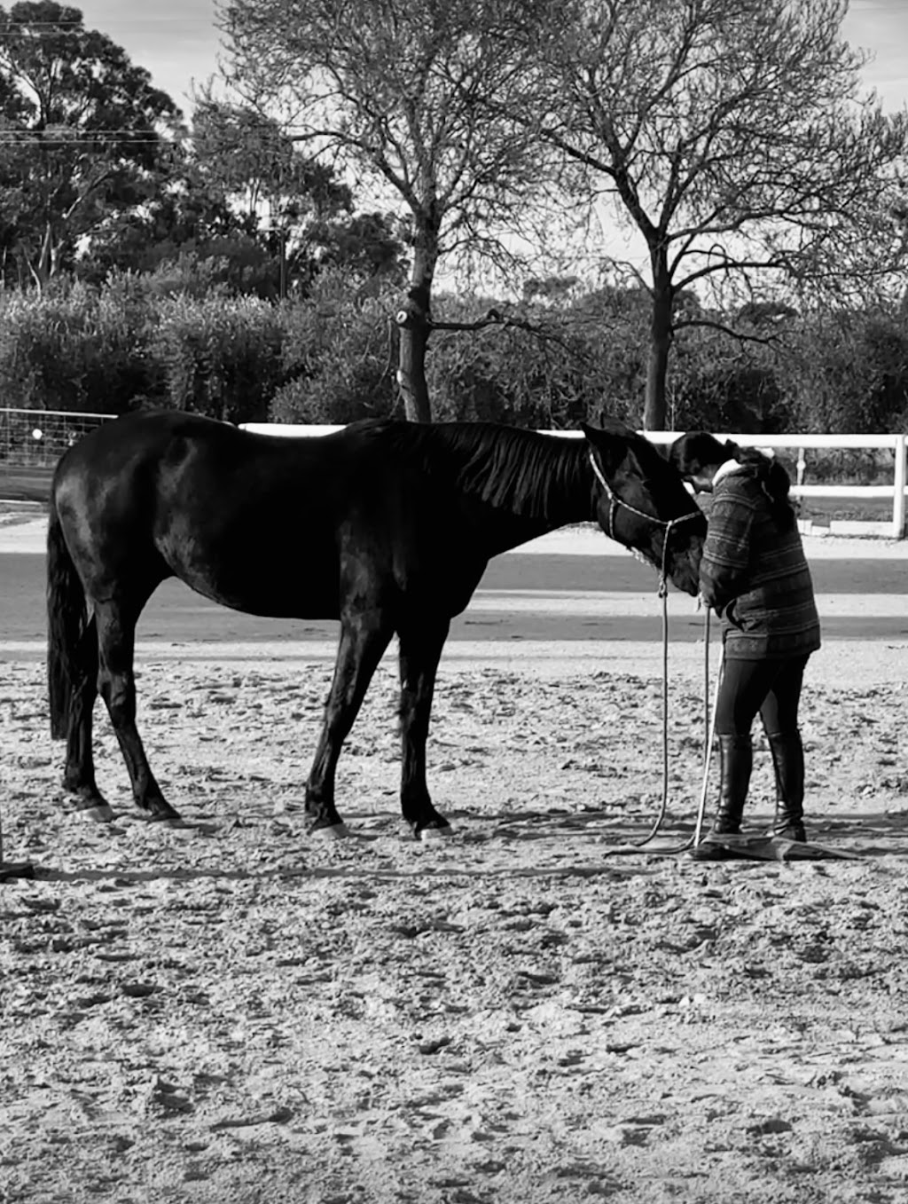 Harmony N Horsemanship | Burns Rd, Mount Pleasant SA 5235, Australia | Phone: 0419 144 387