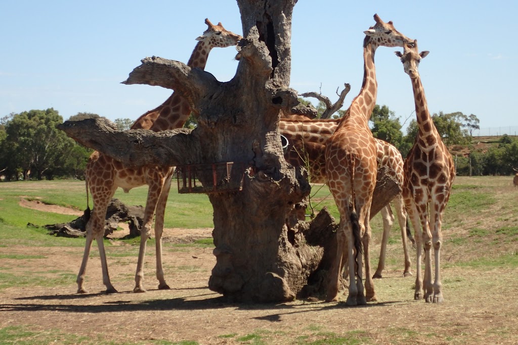 Werribee Open Range Zoo | zoo | K Rd, Werribee South VIC 3030, Australia | 1300966784 OR +61 1300 966 784