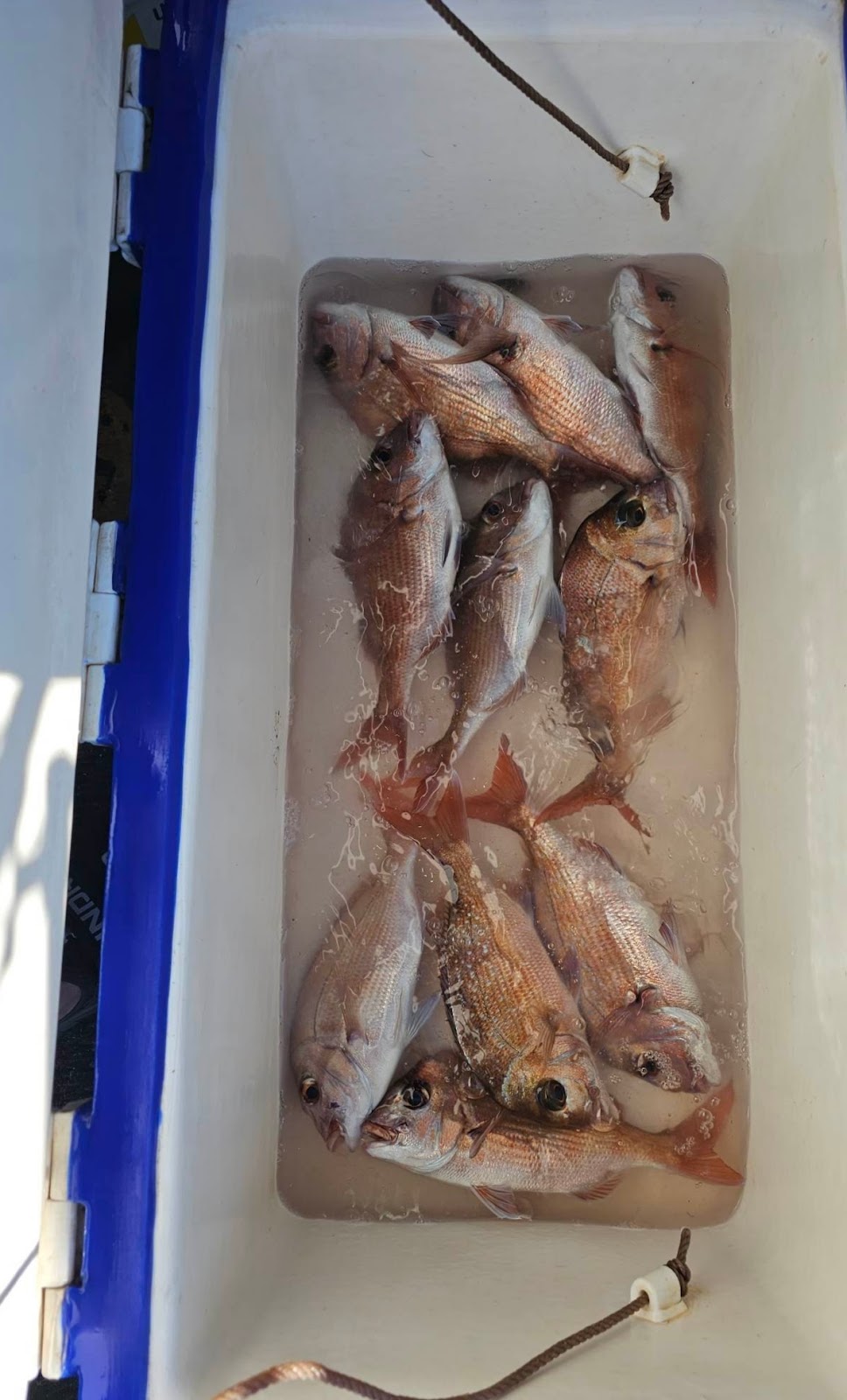 Twilight Fishing Charters |  | 34 The Strand, Williamstown VIC 3016, Australia | 0484189980 OR +61 484 189 980