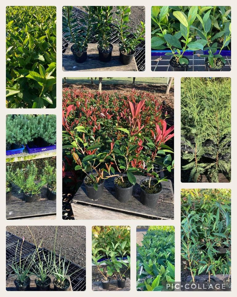 Sydney West Plants | 105 Hibberts Ln, Freemans Reach NSW 2756, Australia | Phone: 0455 740 720