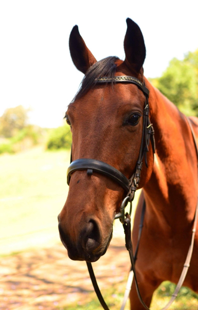 Riverside Equestrian Centre | 3666 Moggill Rd, Moggill QLD 4070, Australia | Phone: 0478 646 354