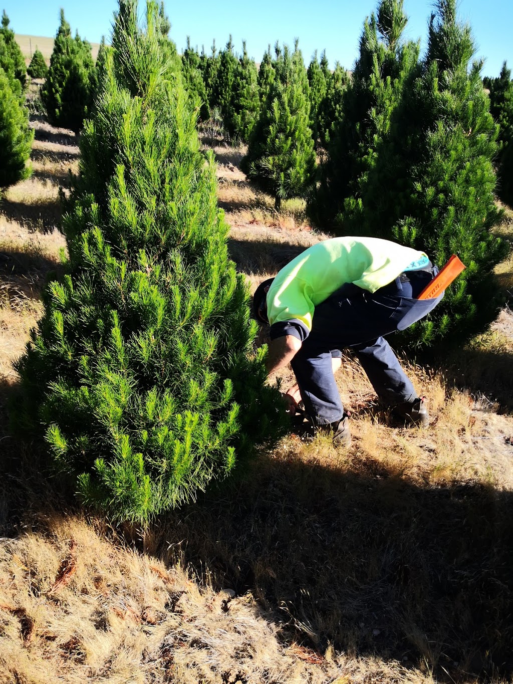 Daylesford Christmas Tree Farm | 197 Coopers Ln, Daylesford VIC 3461, Australia | Phone: 0418 509 776