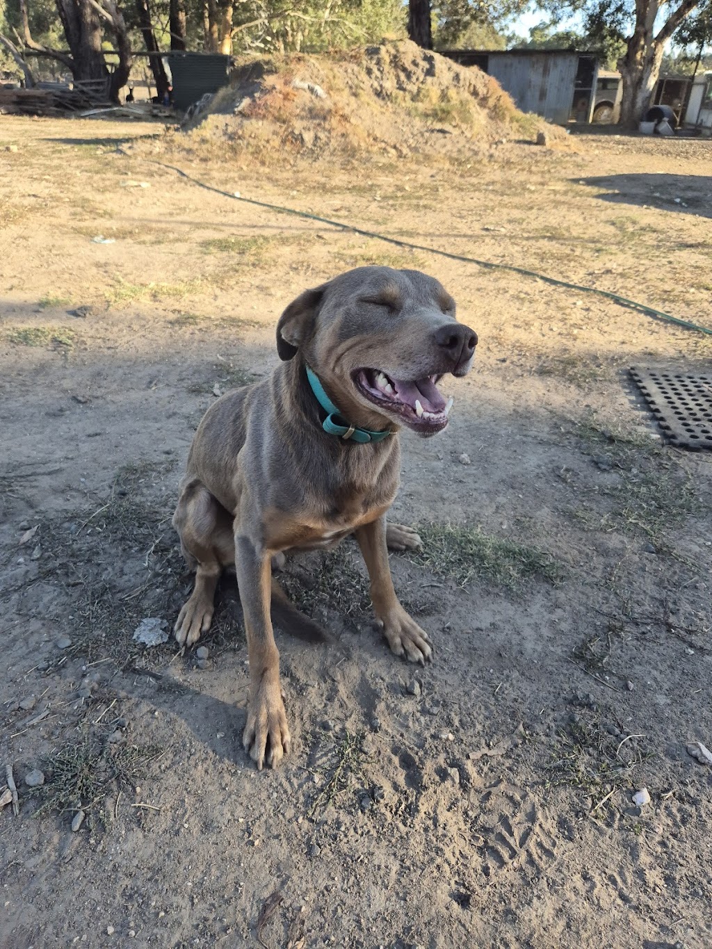 Montanah Plains Kelpie Stud | 72 High St, Beaufort VIC 3373, Australia | Phone: 0488 169 425