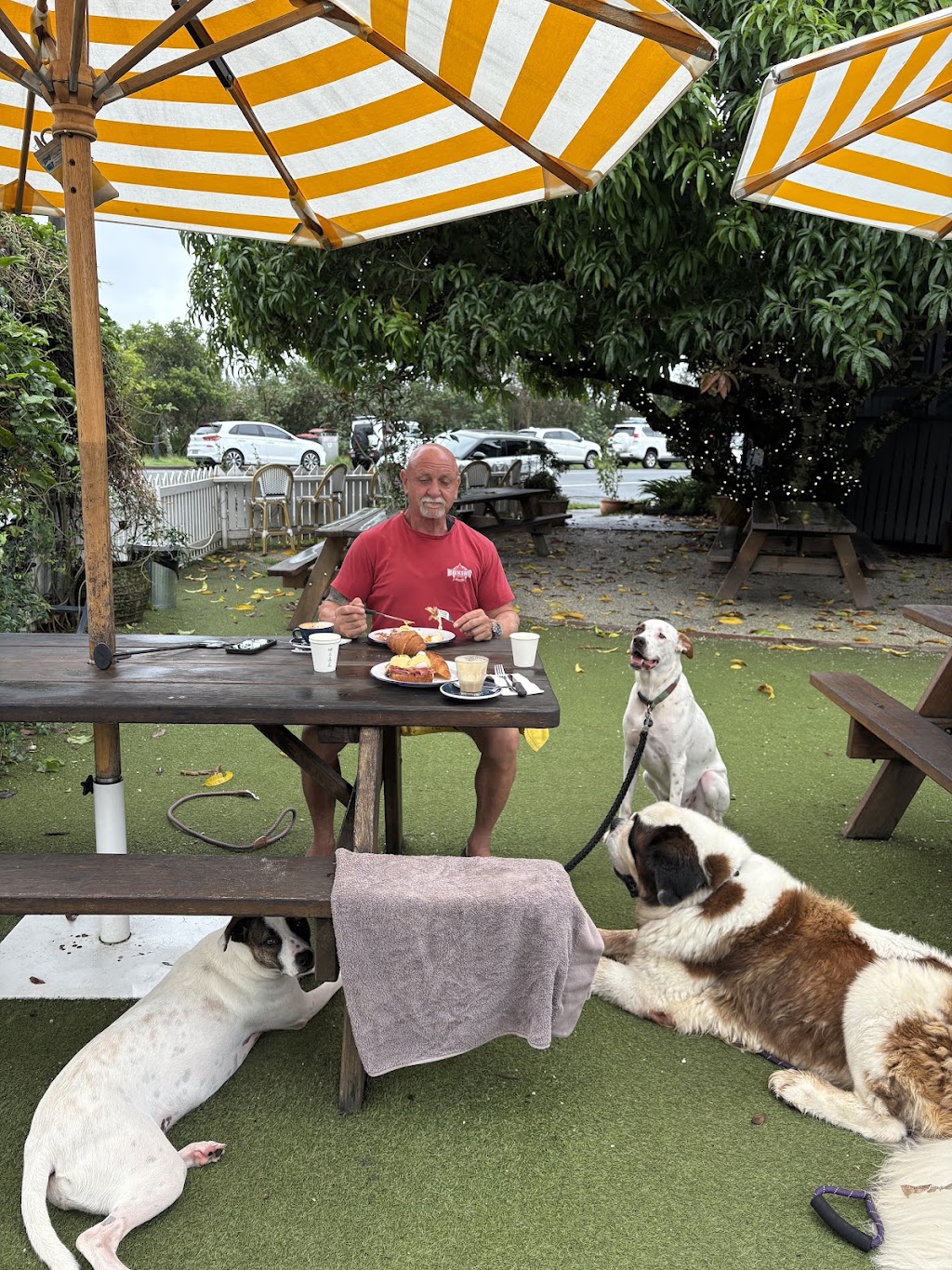 Paw-some Dog Care | Warrego Pl, Terranora NSW 2486, Australia | Phone: 0493 175 455