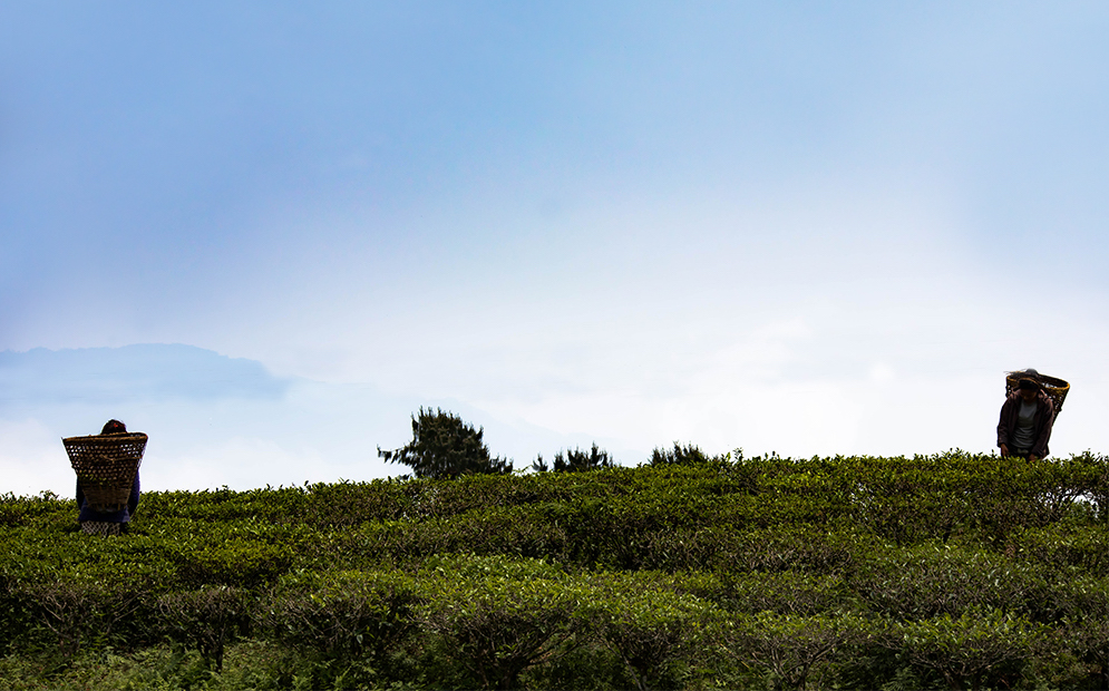 Discover Nepal Tea | 50 Village Cct, Gregory Hills NSW 2557, Australia | Phone: 0403 211 828