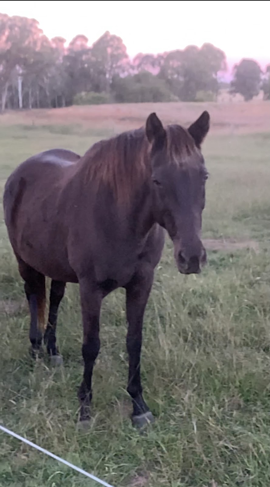 Friendship Horses |  | 123 George St, Nanango QLD 4615, Australia | 0407988179 OR +61 407 988 179
