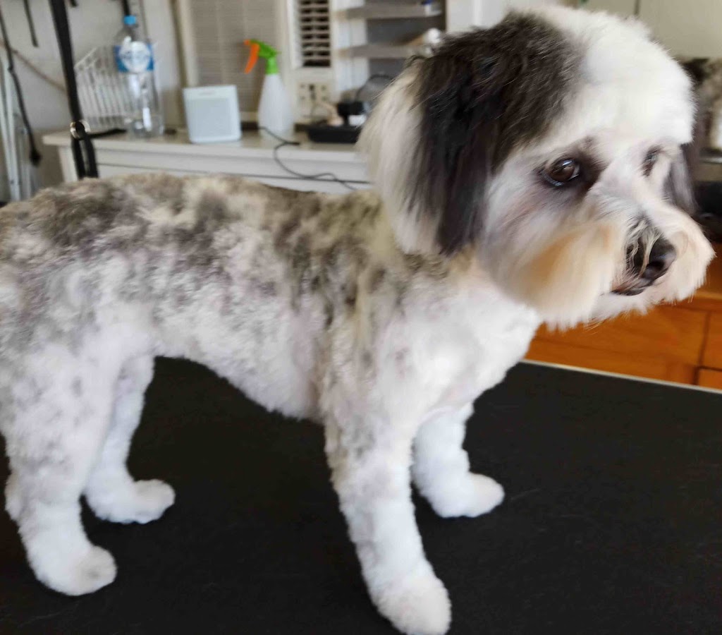 Petite Paws Dog and Cat Grooming Salon |  | 26 Madsen St, Keperra QLD 4054, Australia | 0412873247 OR +61 412 873 247