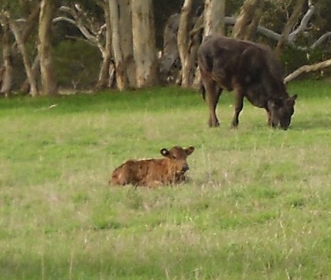 Wenton Farm Holiday Cottage | 63 Burgar Rd, Middleton SA 5213, Australia | Phone: (08) 8555 4126