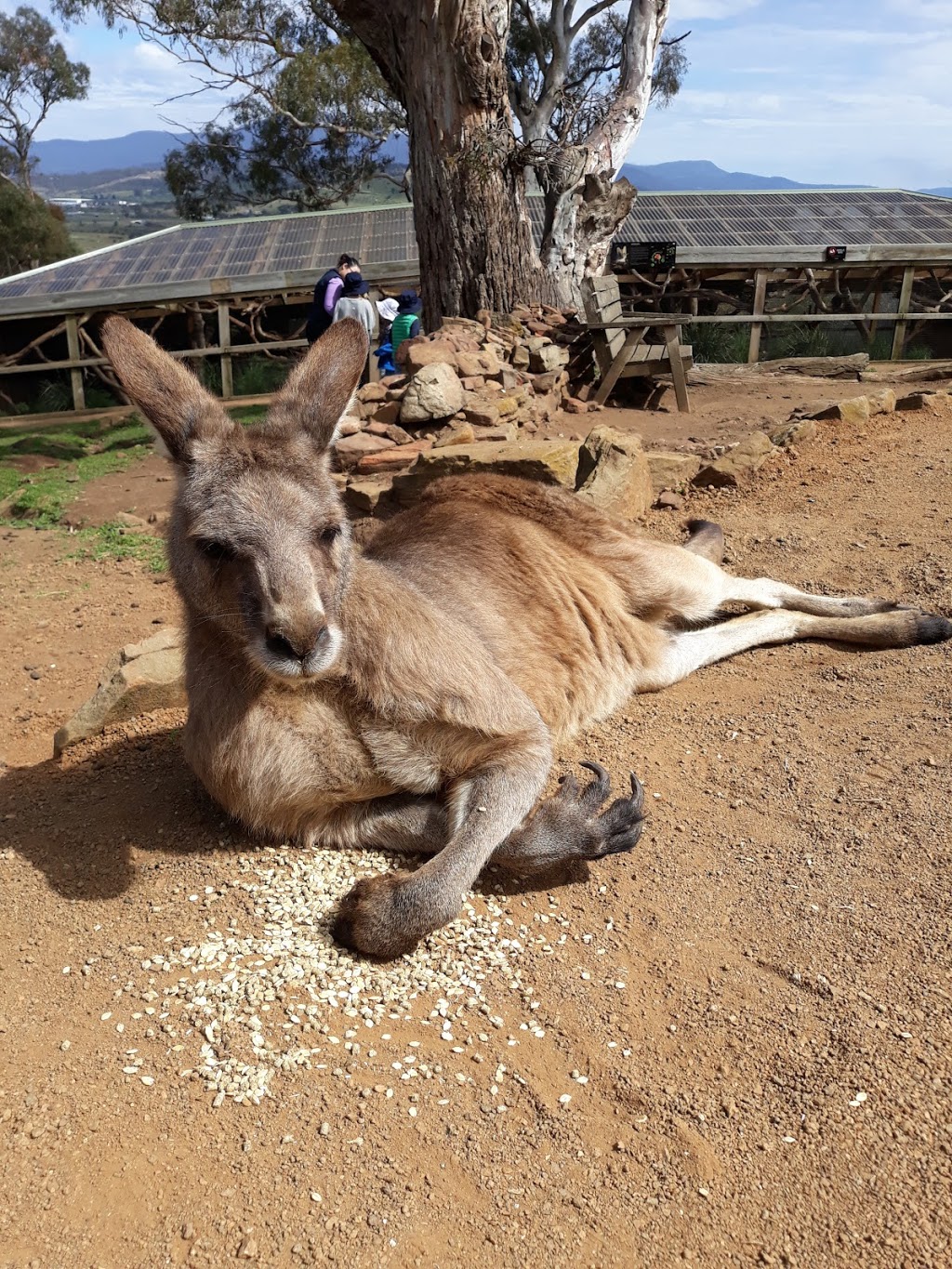 Bonorong Wildlife Sanctuary | 593 Briggs Rd, Brighton TAS 7030, Australia | Phone: (03) 6268 1184