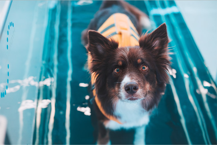Four Paws Rehab Centre | 335 Princes Hwy, Bomaderry NSW 2541, Australia | Phone: 0499 496 494