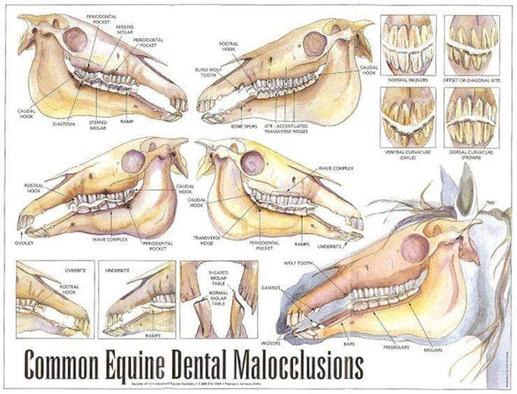 Brad Ison Equine Dental | dentist | 241 Fernvale Rd, Fairney View QLD 4306, Australia | 0408743303 OR +61 408 743 303