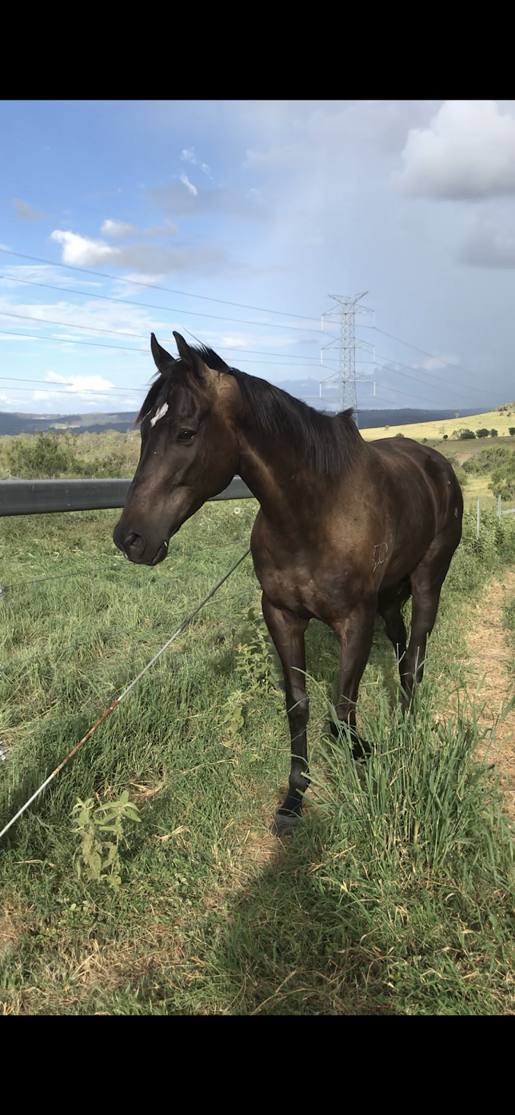 Giddy Up Farm | 2 Nelson Ln, Laidley Creek West QLD 4341, Australia | Phone: 0419 679 465