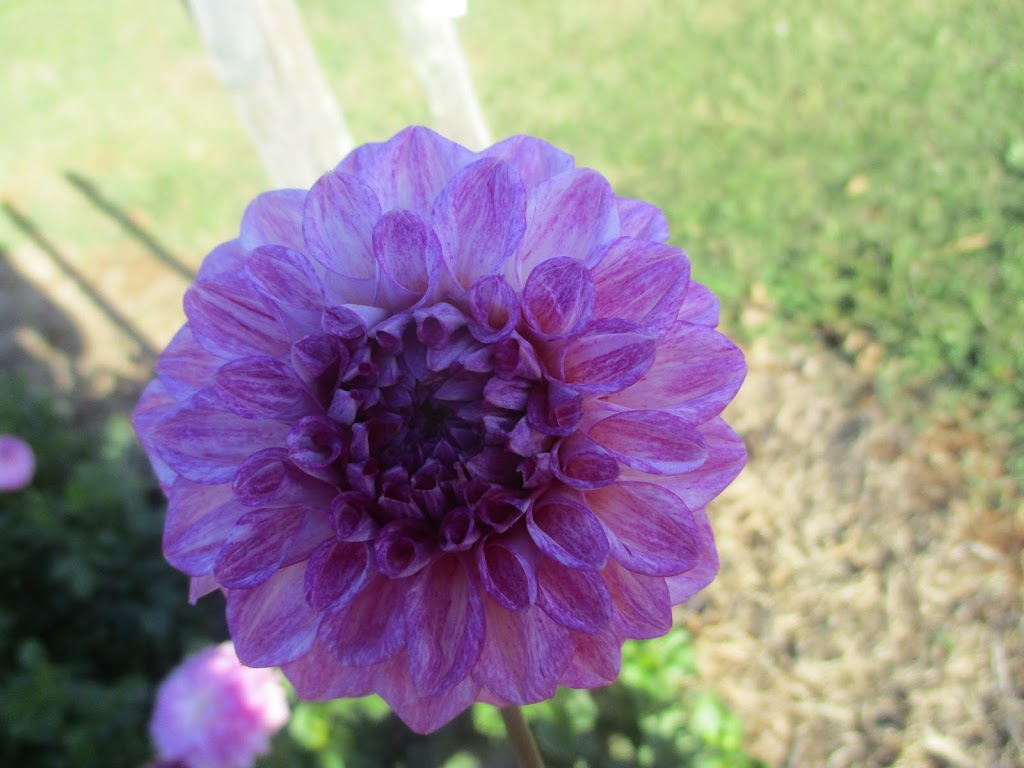 Hansfords Dahlias | 194 Hunters Rd, Ellinbank VIC 3821, Australia | Phone: 0439 610 134