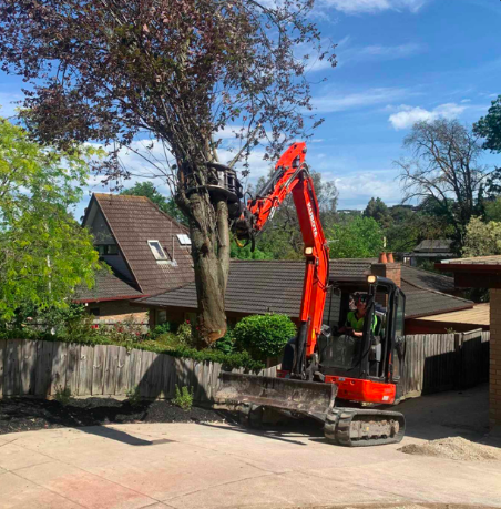 Next Step Tree Removals | 413 Monbulk Rd, Monbulk VIC 3793, Australia | Phone: 0455 331 045