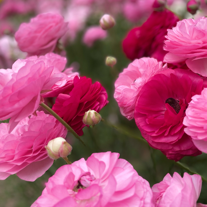 Mellowood Farm | 145 Locarno Rd, Clydesdale VIC 3461, Australia | Phone: 0418 503 378