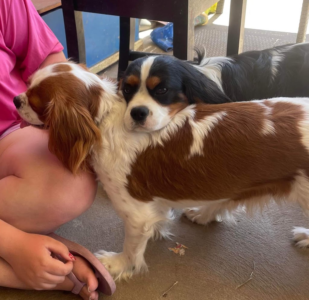 Prestige Stud Dog Services - Cavalier & Poodle Studs | Diggers Rest-Coimadai Rd, Toolern Vale VIC 3337, Australia | Phone: 0421 897 855