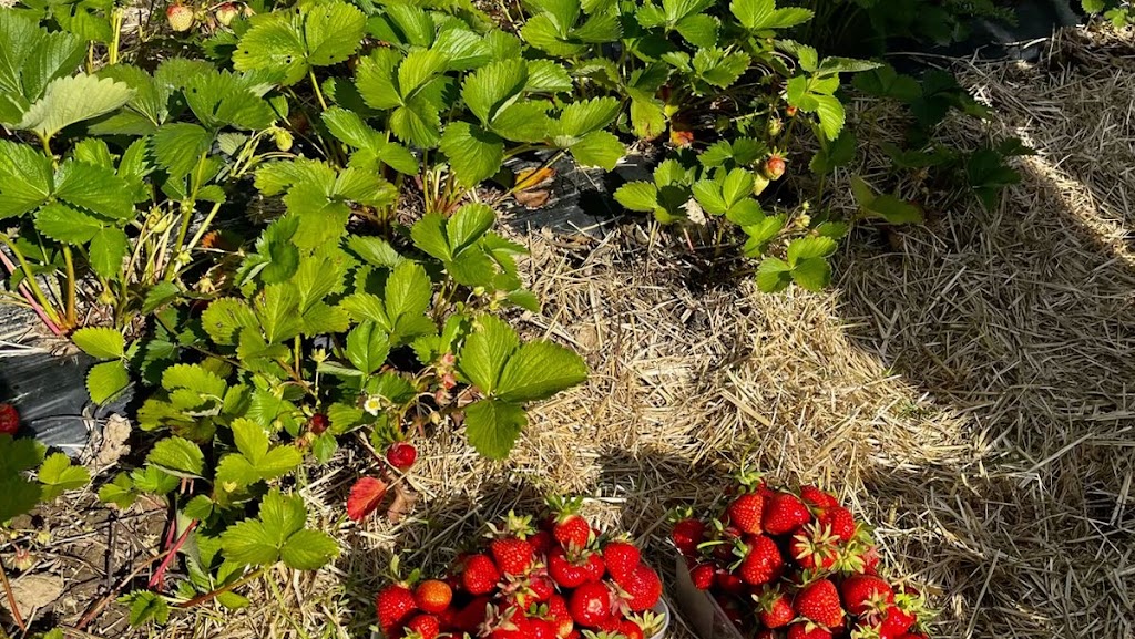 Valla berries Pyt LTD | 95 Buxton Ave, Buxton NSW 2571, Australia | Phone: (02) 5550 4321