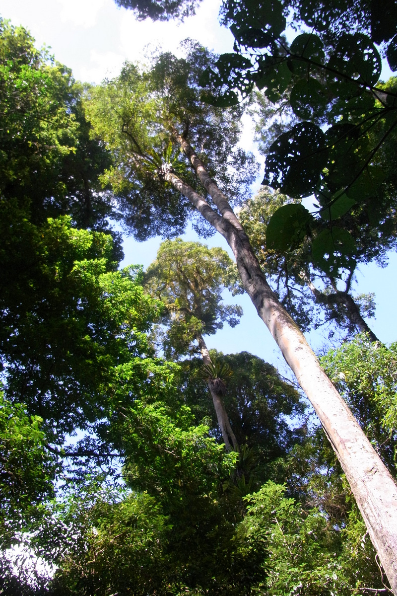 Tapin Tops National Park | Dingo Forest NSW 2429, Australia