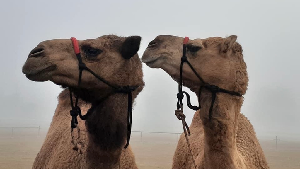 Camelot Camels | 36 Waugh Rd, Scrubby Creek QLD 4570, Australia | Phone: 0407 631 682