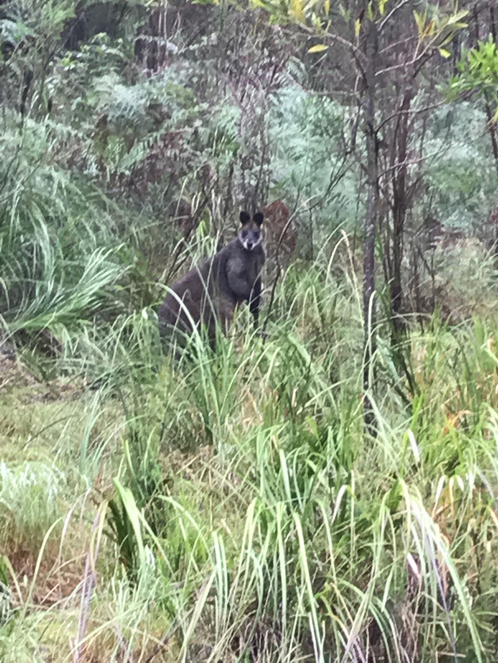 Cardinia Aqueduct Trail | park | 264 Thewlis Rd, Pakenham VIC 3810, Australia | 0407110479 OR +61 407 110 479