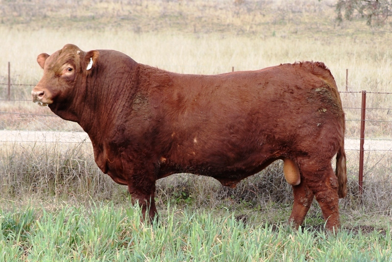 Angledale Limousins | Oakley/241 Dry Creek Rd, Willow Tree NSW 2339, Australia | Phone: 0438 941 745