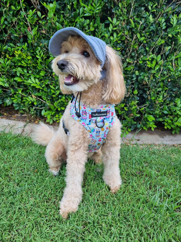 Twomoodles | 32 Currawong St, Deebing Heights QLD 4306, Australia | Phone: 0417 751 714