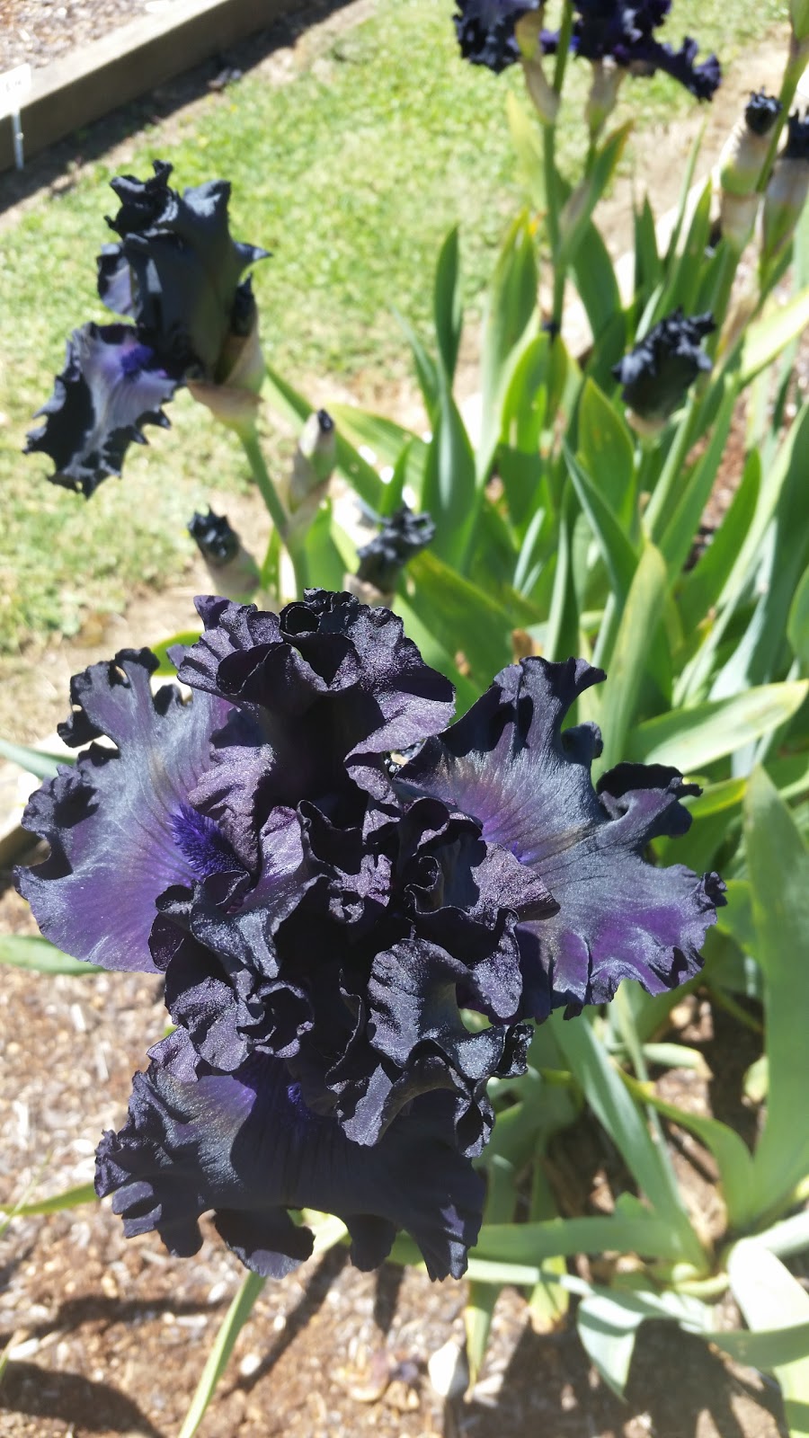 Iris Splendor | florist | 70 Native Rock Rd, Railton TAS 7305, Australia | 0364961376 OR +61 3 6496 1376