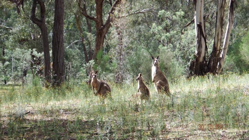 Teddington Camping Area | campground | 385 Teddington Rd, Stuart Mill VIC 3477, Australia