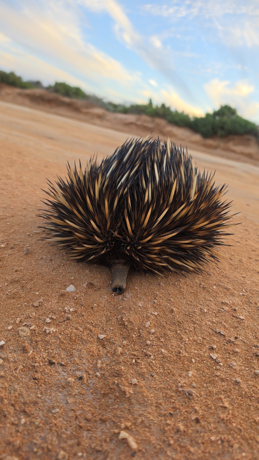 Wildsights 4WD Tours | 2 Denham Rd, Denham WA 6537, Australia | Phone: (08) 9948 1481