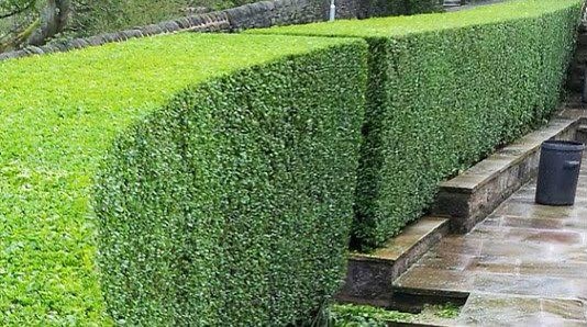 Lattas lawn and gardening services | 1 Cedar Wattle Pl, Narellan Vale NSW 2567, Australia | Phone: 0409 988 805