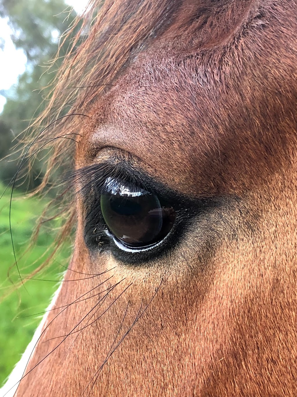 Maidendale Equestrian Centre | 352 Aldinga Rd, Whites Valley SA 5172, Australia | Phone: 0412 841 795