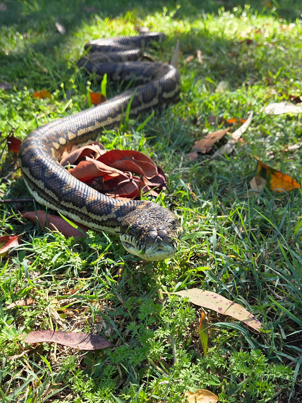 Ill Catch It Snake Catchers | 747 Dulguigan Rd, North Tumbulgum NSW 2490, Australia | Phone: 0474 280 344