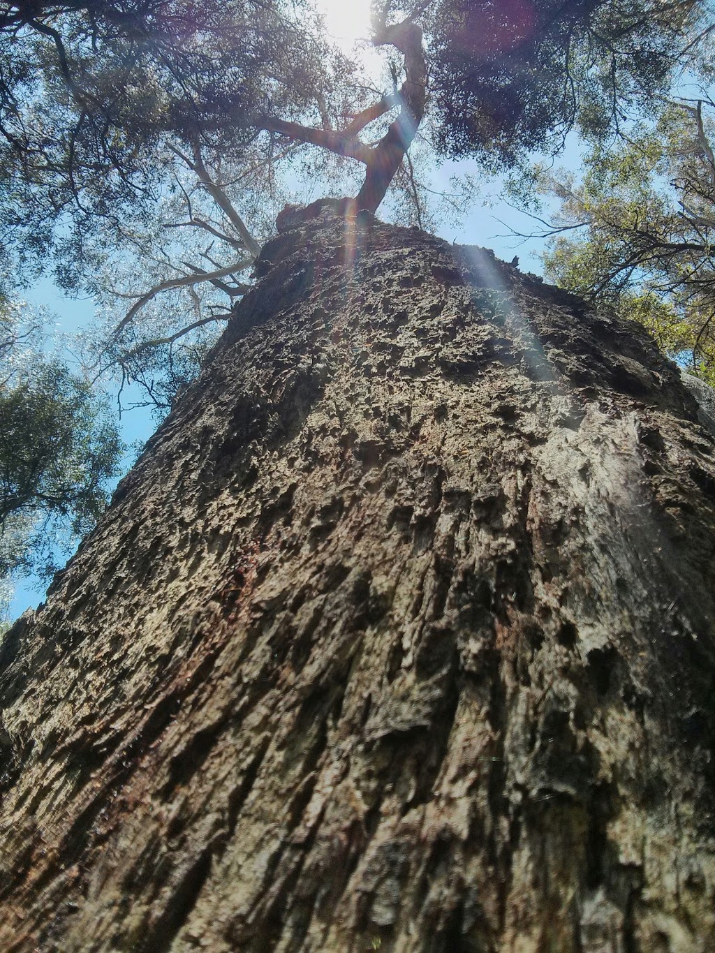 Yarrawa State Forest | Robertson NSW 2577, Australia