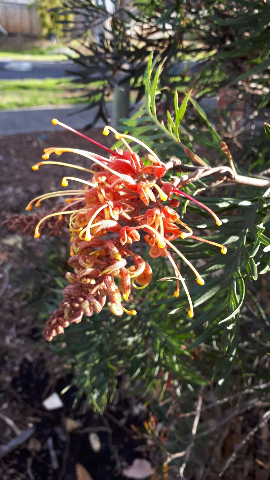 Outer Circle Linear Park | park | Campbell St, Kew VIC 3101, Australia