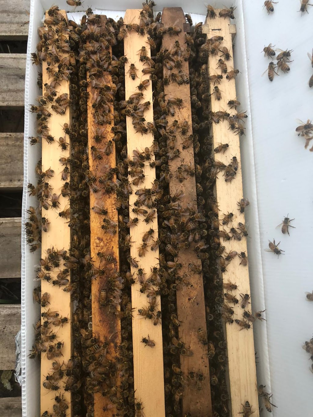 Aussie Bee Corporation | 226c Mcmahons Rd, North Nowra NSW 2541, Australia | Phone: 0431 053 880