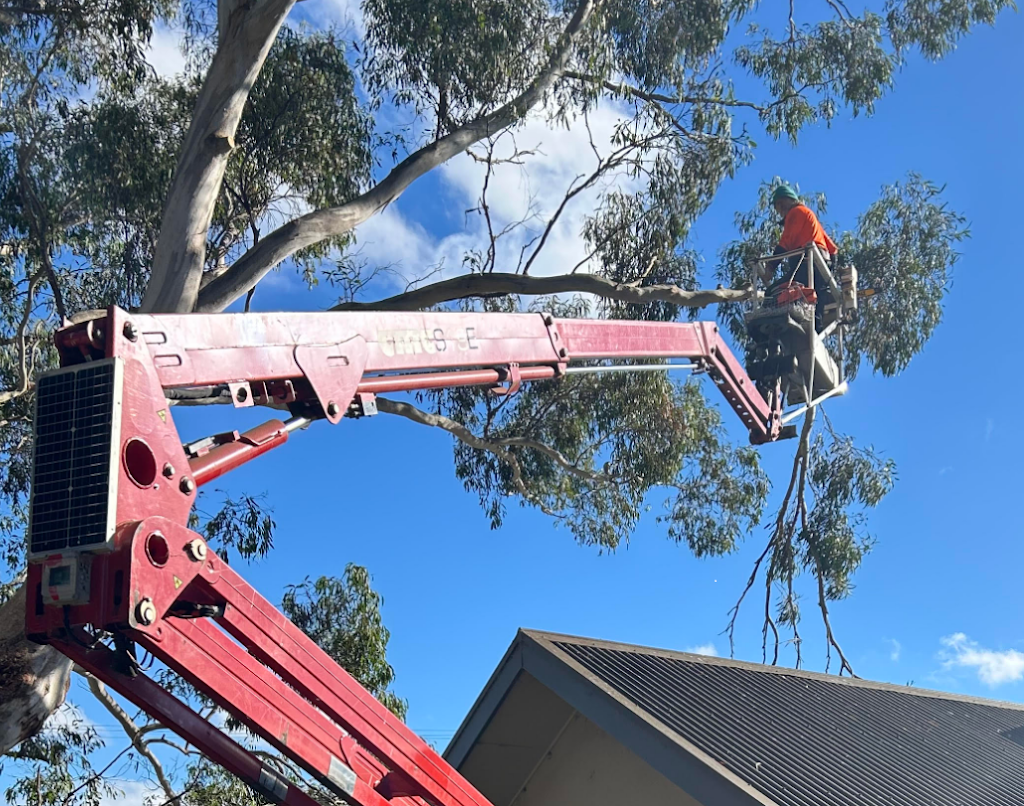 OtwayTrees | 105 Woodrowvale Rd, Elliminyt VIC 3250, Australia | Phone: 0418 346 649