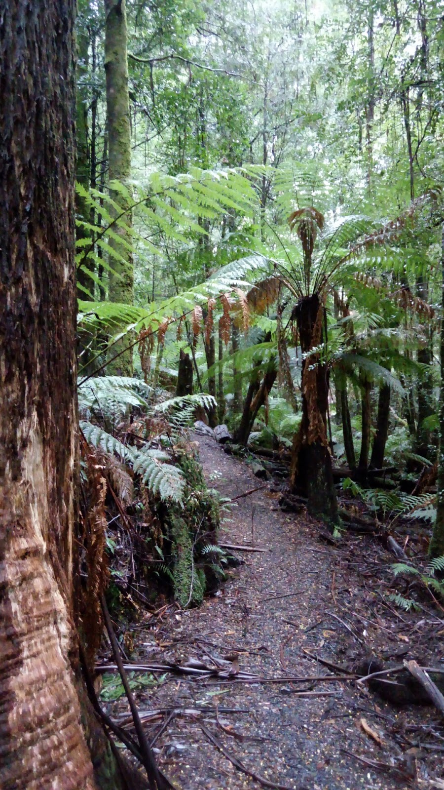Ada Tall Trees Reserve | park | Ada VIC 3833, Australia