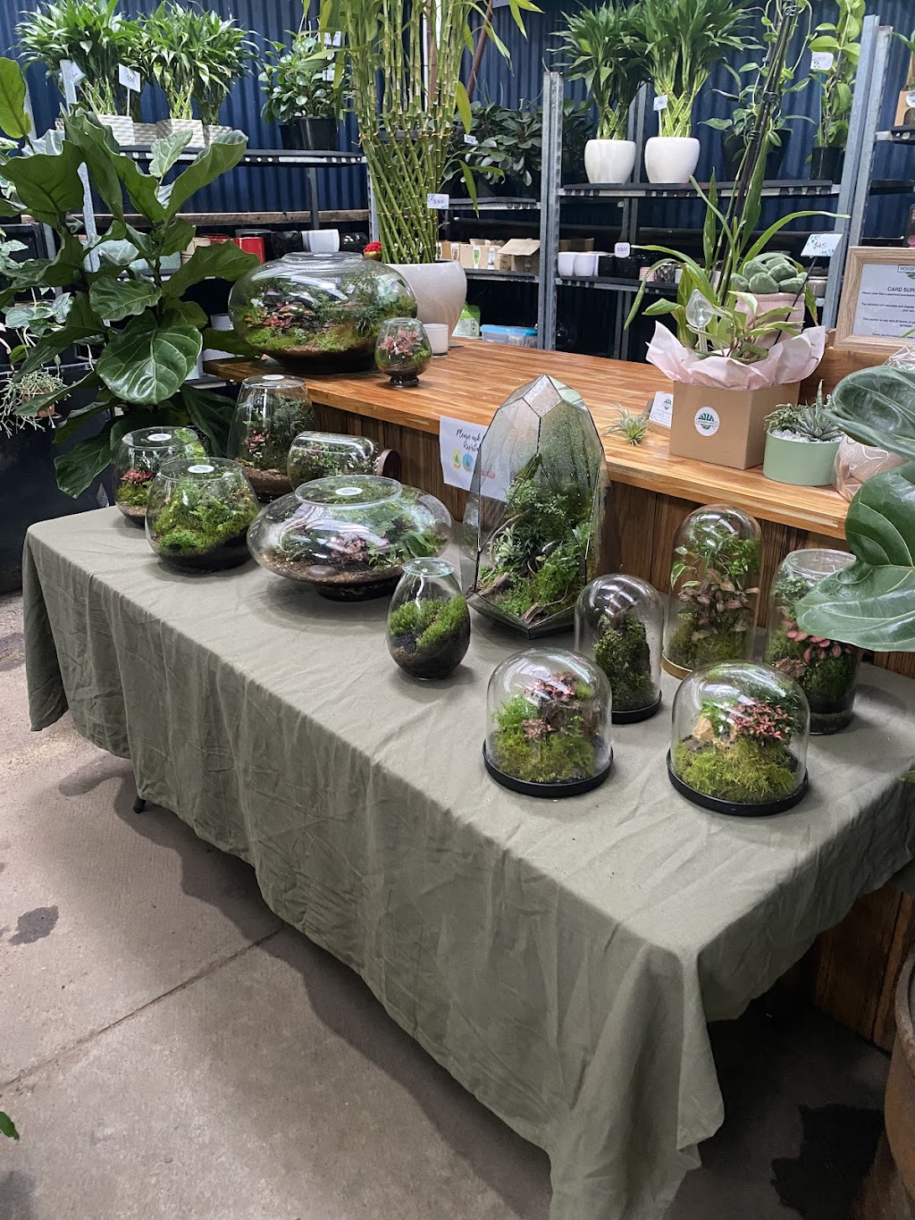 Houseplants Plus | 1 K Rd, Werribee South VIC 3030, Australia | Phone: (03) 8754 9973