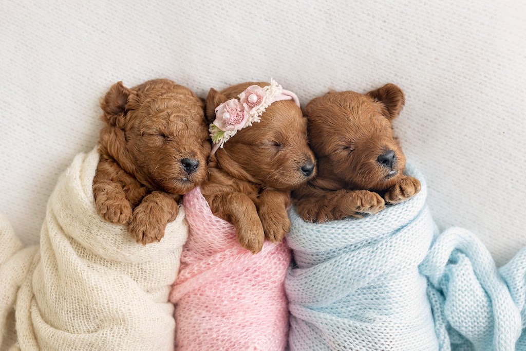 Black Lily Images | 134 Roscrea Dr, Mulgoa NSW 2745, Australia | Phone: 0433 675 585