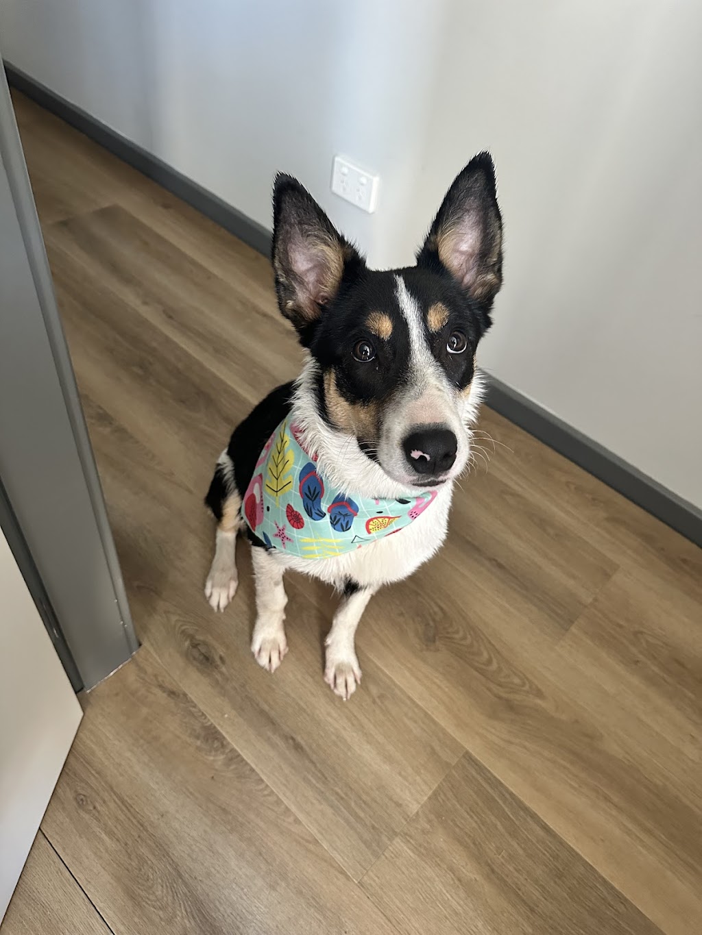 Pooch and Pup Mobile Dog Grooming | 161 Kilaben Rd, Kilaben Bay NSW 2283, Australia | Phone: 0412 763 579
