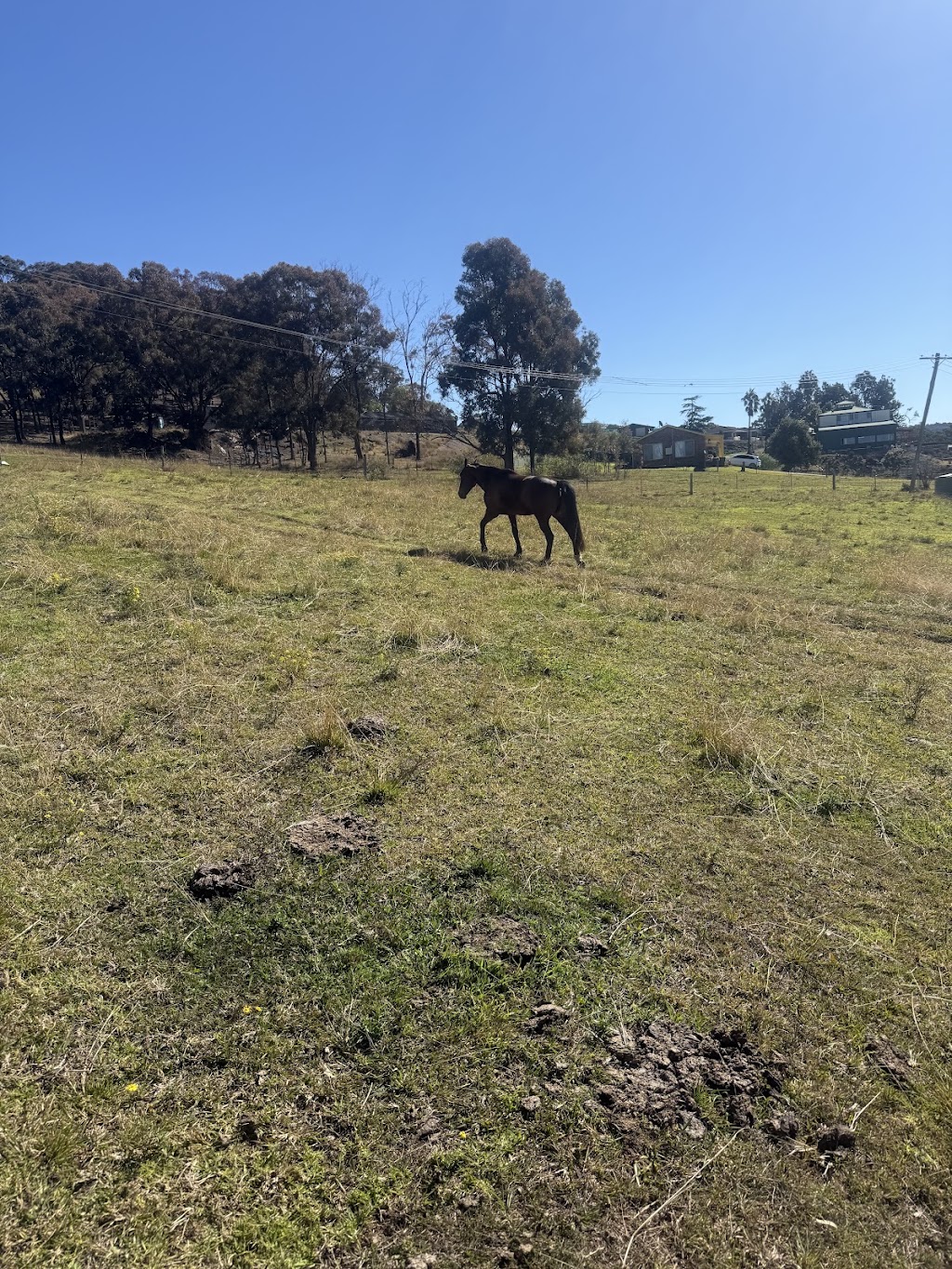 Herway horsemanship | 375 Burragorang Rd, Glenmore NSW 2570, Australia | Phone: 0478 191 104