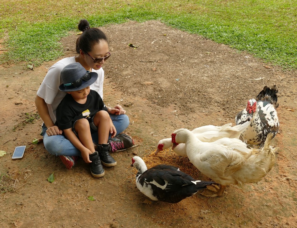 Reinsdown Horse Riding | 75 Aerodrome Rd, Tully QLD 4854, Australia | Phone: 0436 375 989